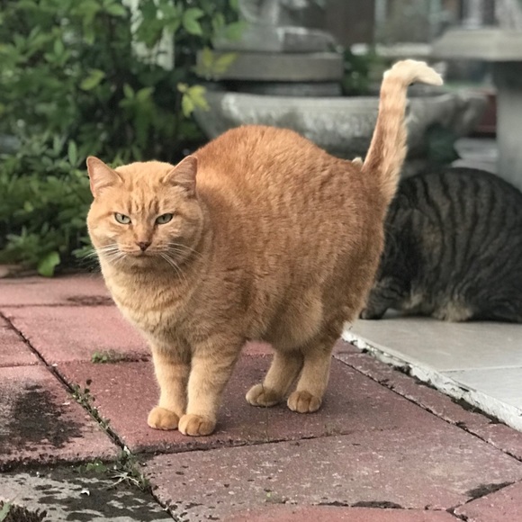 Stripes & Baby - Picture 7 of 8